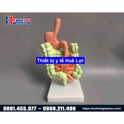 Mô hình giải phẫu hệ tiêu hóa 3D